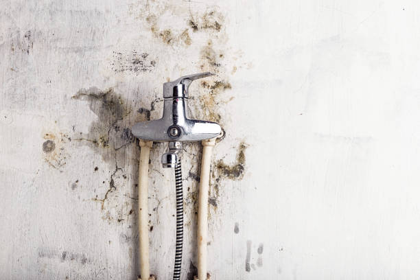 Best Home Mold Removal  in Medford Lakes, NJ