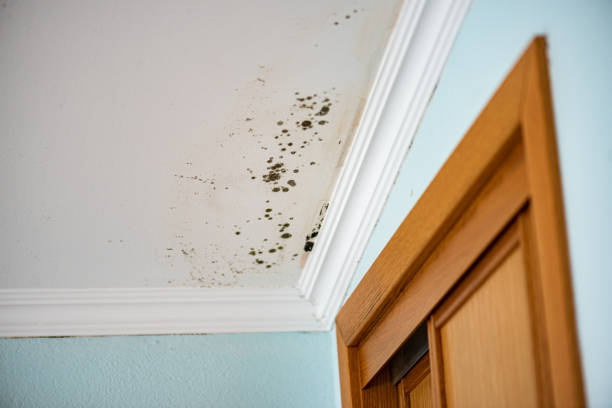 Best Emergency Mold Removal  in Medford Lakes, NJ