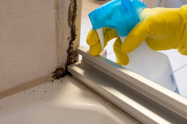 Best Black Mold Removal  in Medford Lakes, NJ