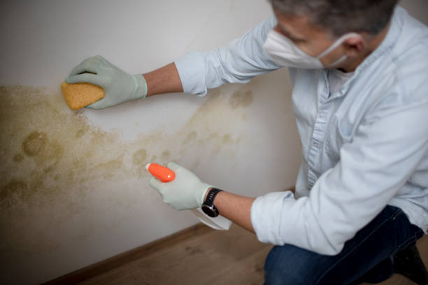Best Mold Damage Repair  in Medford Lakes, NJ