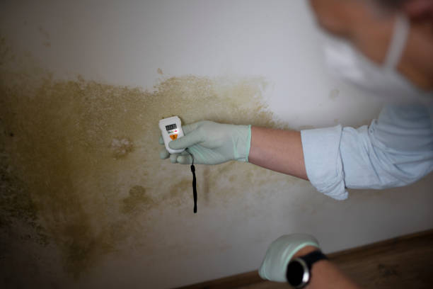 Best Toxic Mold Removal  in Medford Lakes, NJ