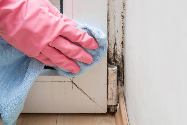 Certified Mold Removal in Medford Lakes, NJ