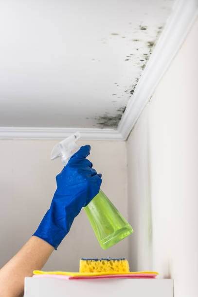 Best Black Mold Removal  in Medford Lakes, NJ